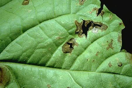 化病|病害虫・生理障害情報 野菜栽培での病気 害虫 生理障。